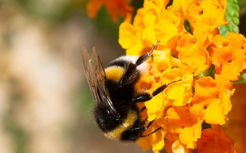 Eine Hummel auf einer Blume.