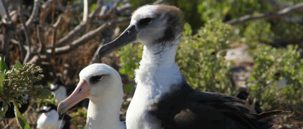 Zwei Laysan-Albatrosse.