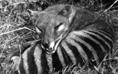 zusammengerollter Tasmanischer Tiger.