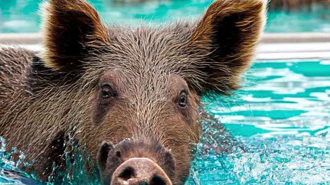 Ein Wildschwein in einem Pool.