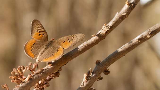 Gebirgs-Steppenfrostspanner entdeckt.