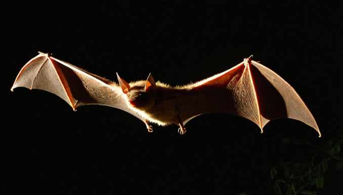 Polnische Fledermaus.