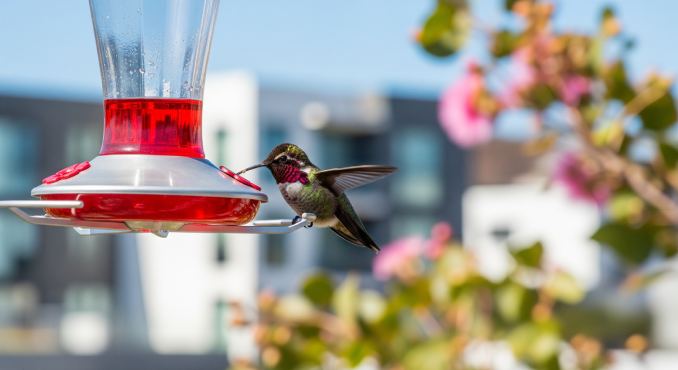 Anna Kolibri und Futterstelle.