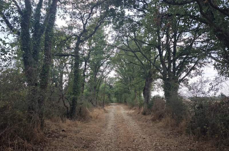Waldweg zum Dolmen